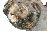 Excellent Fossil Ammonite Cluster - South Dakota #131227-4